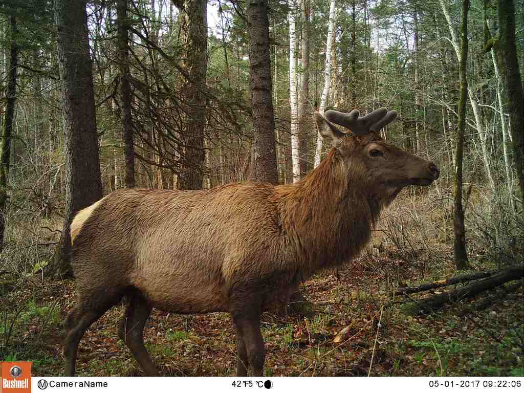 Изюбр. Фотоловушка